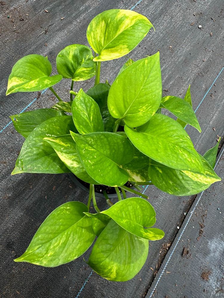 epipremnum-aureum-golden-pothos-vine-devil-s-ivy-centipede-vine