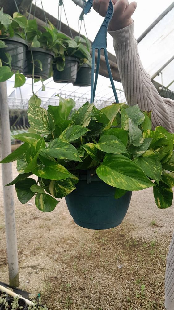 epipremnum-aureum-golden-pothos-vine-devil-s-ivy-centipede-vine