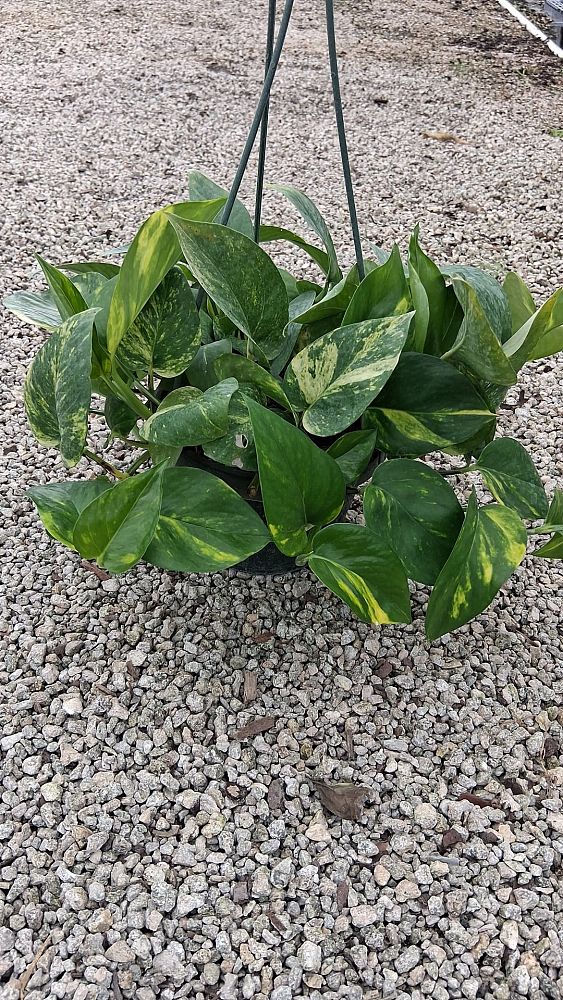 epipremnum-aureum-golden-pothos-vine-devil-s-ivy-centipede-vine