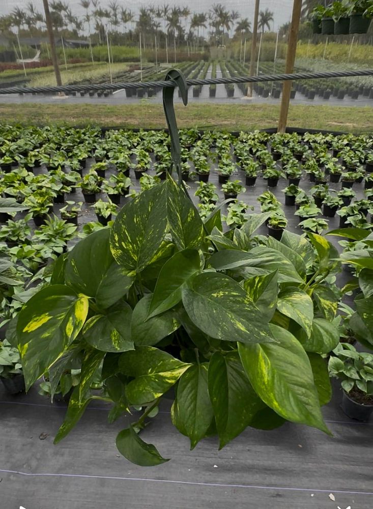 epipremnum-aureum-golden-pothos-vine-devil-s-ivy-centipede-vine