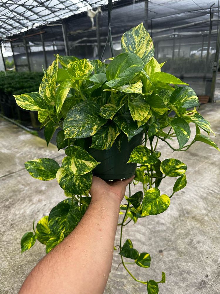 epipremnum-aureum-hawaiian-golden-pothos-vine-devil-s-ivy-centipede-vine