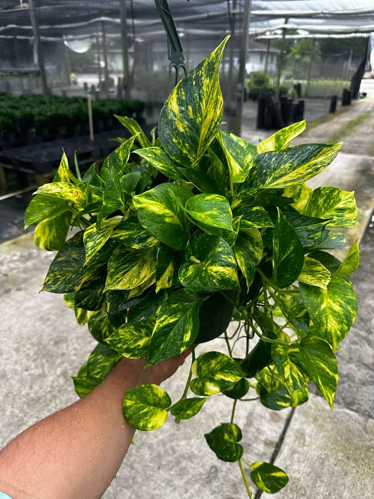 epipremnum-aureum-hawaiian-golden-pothos-vine-devil-s-ivy-centipede-vine