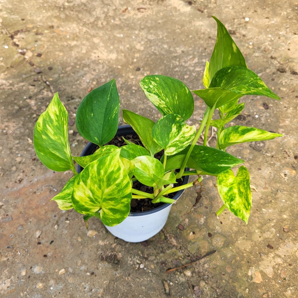 epipremnum-aureum-n-joy-golden-pothos-vine-devil-s-ivy-centipede-vine