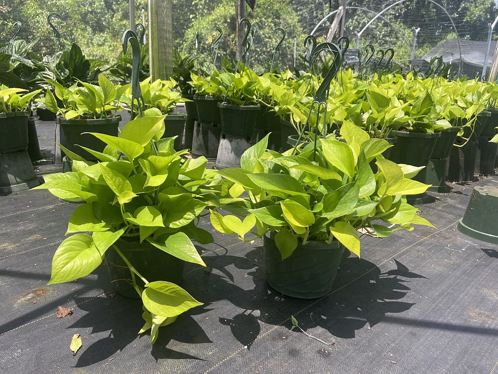 epipremnum-aureum-neon-golden-pothos-vine-devil-s-ivy-centipede-vine