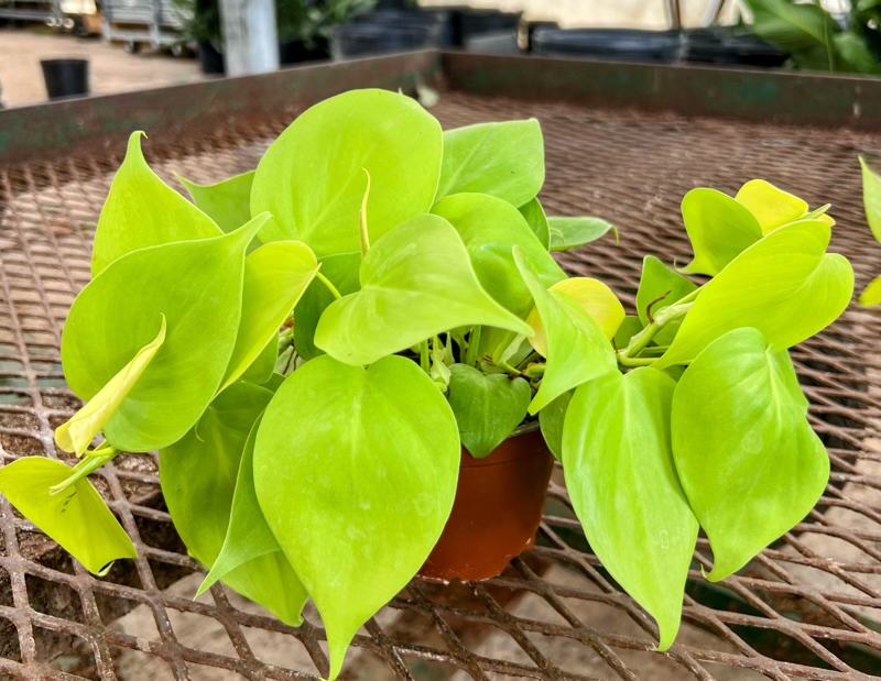 epipremnum-aureum-neon-golden-pothos-vine-devil-s-ivy-centipede-vine