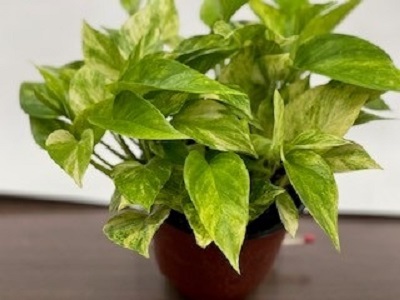 epipremnum-aureum-neon-golden-pothos-vine-devil-s-ivy-centipede-vine