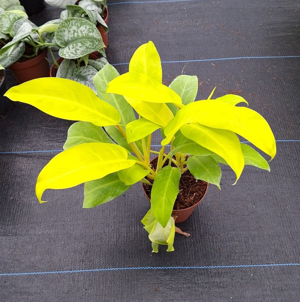 epipremnum-giganteum-lemon-lime-philodendron-lemon-lime