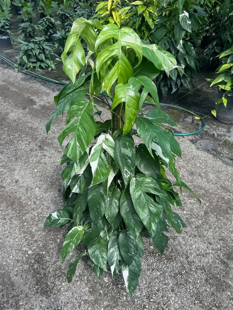 epipremnum-pinnatum-variegata-dragon-tail-plant-variegated