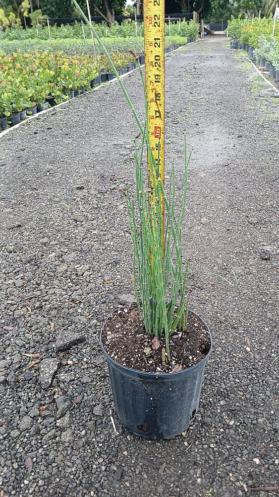 equisetum-hyemale-horsetail-reed