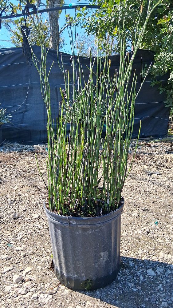 equisetum-hyemale-horsetail-reed