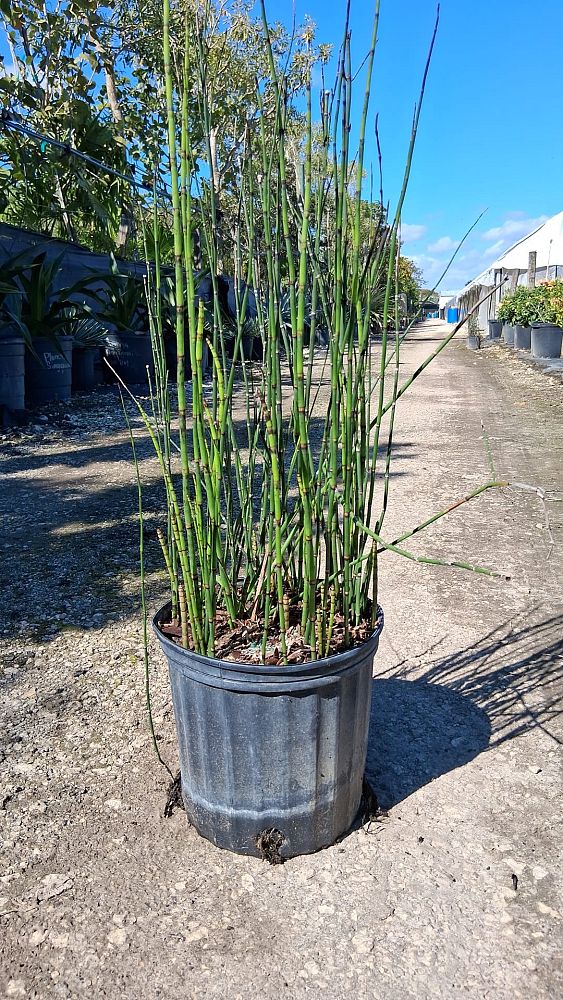 equisetum-hyemale-horsetail-reed