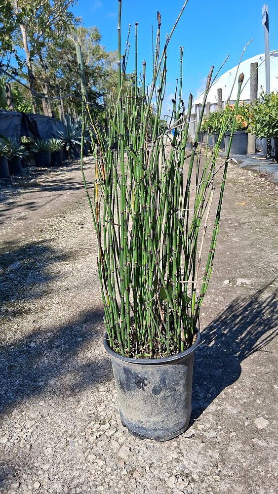 equisetum-hyemale-horsetail-reed