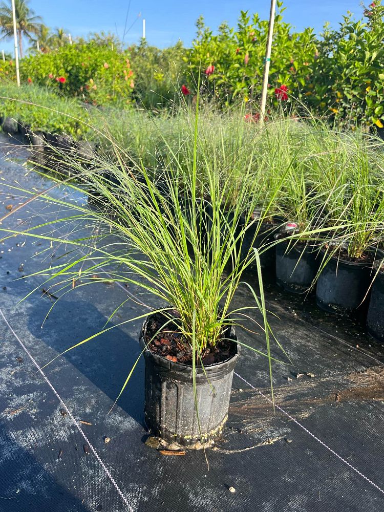 eragrostis-elliottii-elliot-s-or-silver-lovegrass-blue-love-grass