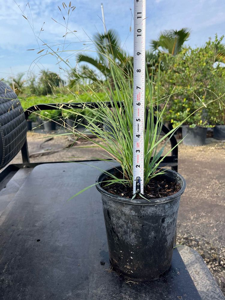 eragrostis-elliottii-elliot-s-or-silver-lovegrass-blue-love-grass