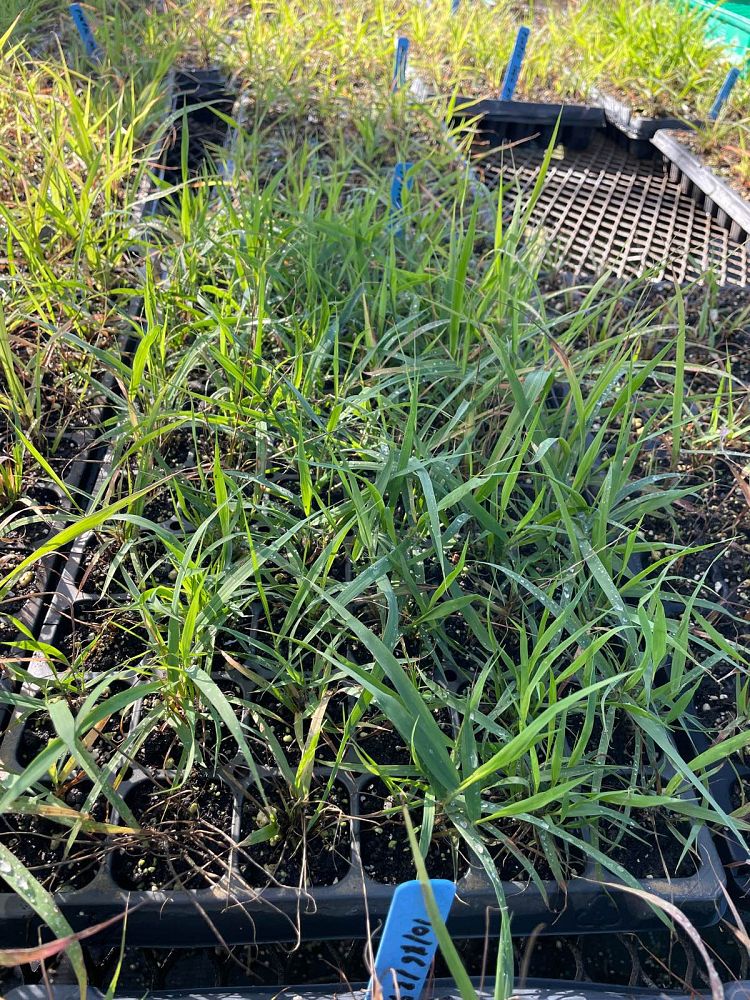 eragrostis-spectabilis-purple-lovegrass