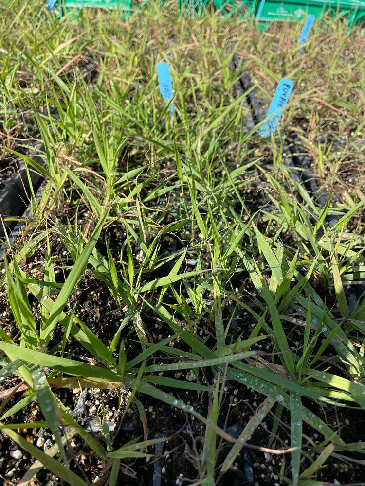 eragrostis-spectabilis-purple-lovegrass