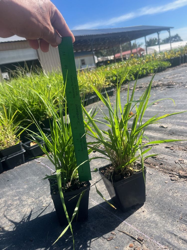 eragrostis-spectabilis-purple-lovegrass