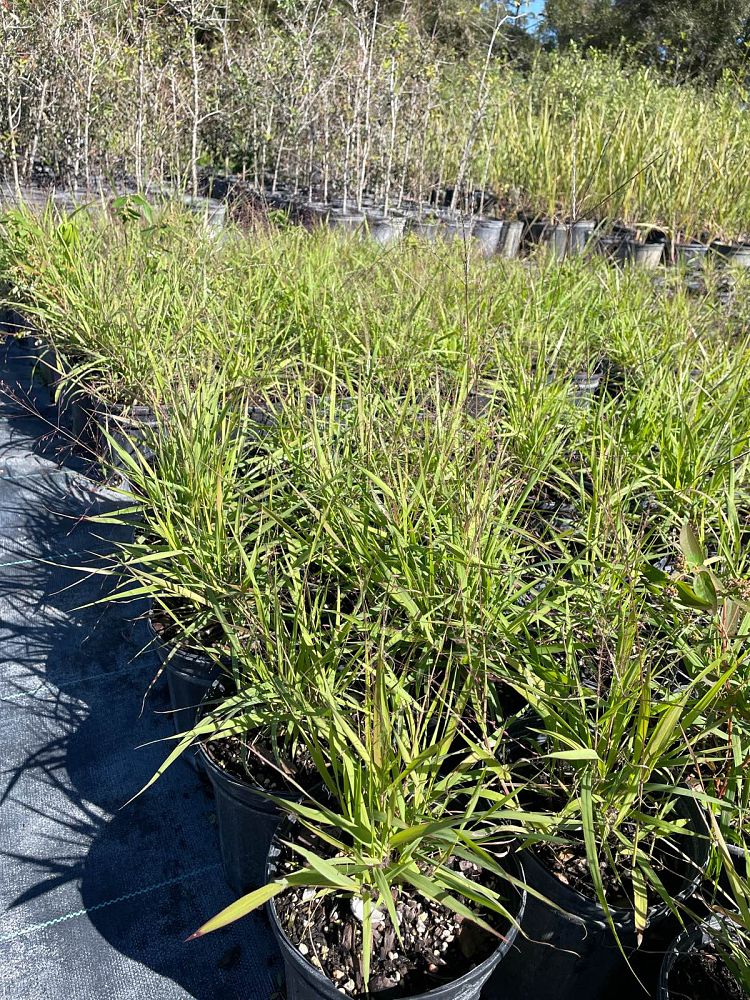 eragrostis-spectabilis-purple-lovegrass