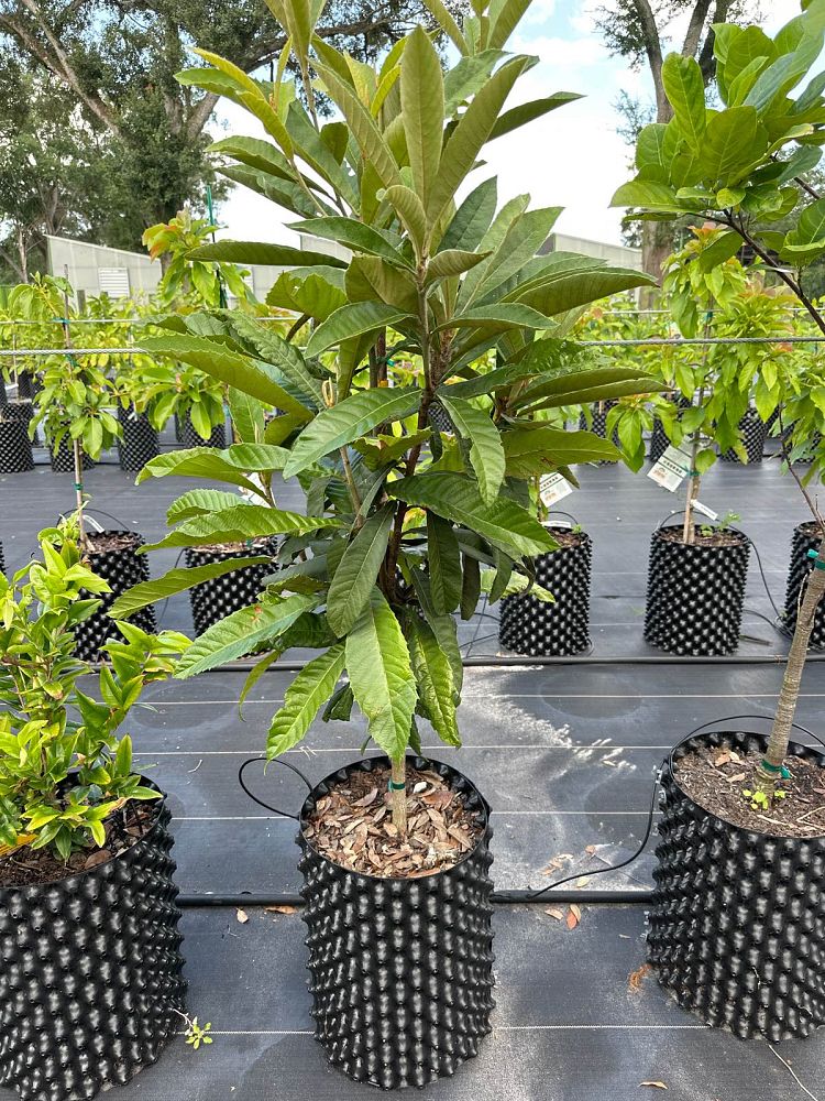 eriobotrya-japonica-bradenton-japanese-plum-loquat