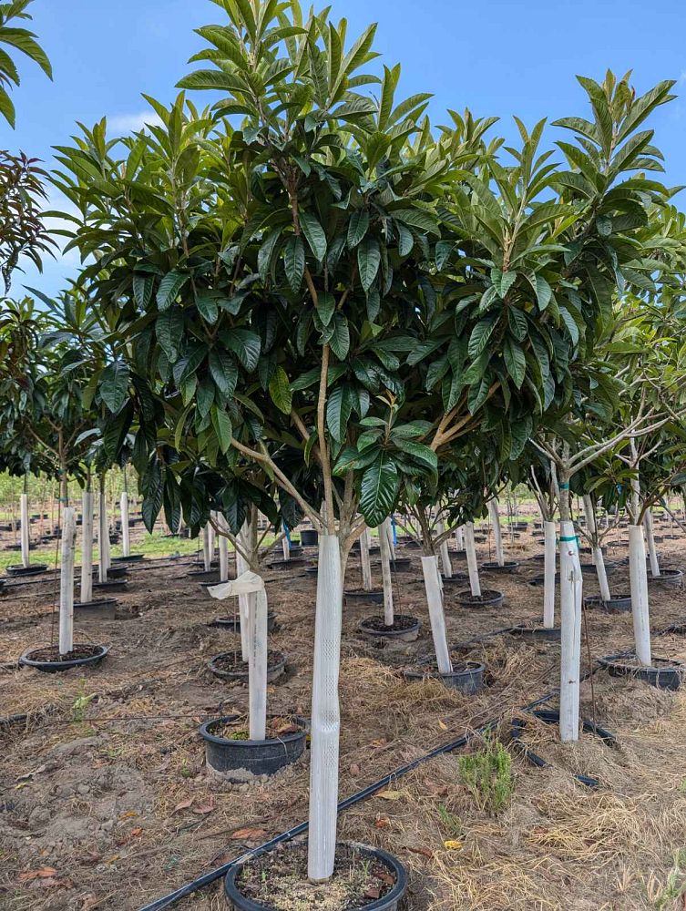 eriobotrya-japonica-loquat-edible-japanese-plum