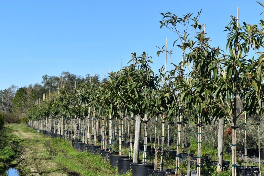 eriobotrya-japonica-loquat-edible-japanese-plum