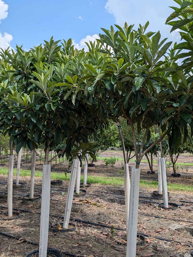 eriobotrya-japonica-loquat-edible-japanese-plum