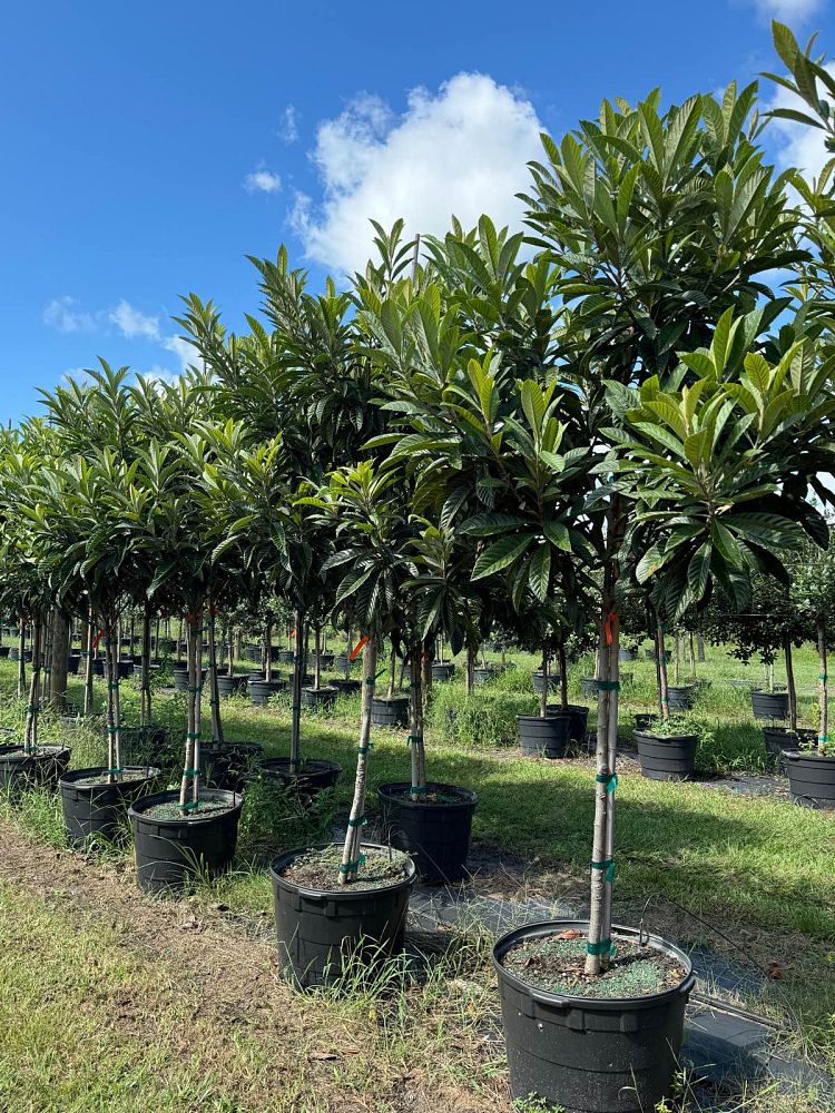 eriobotrya-japonica-loquat-edible-japanese-plum