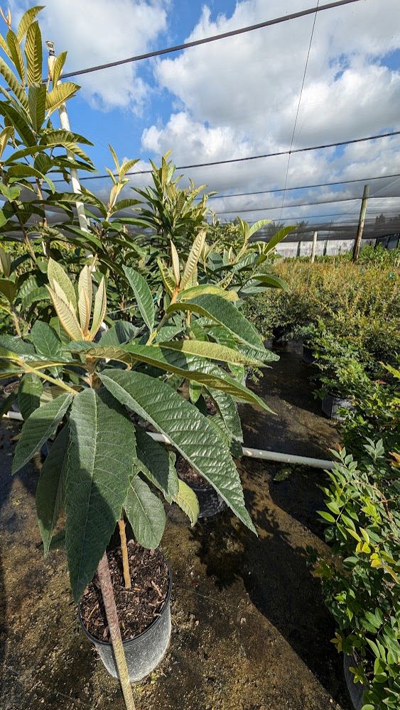 eriobotrya-japonica-loquat-edible-japanese-plum