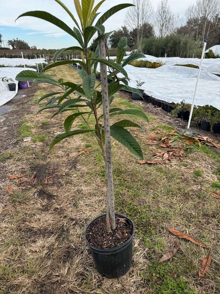 eriobotrya-japonica-loquat-edible-japanese-plum