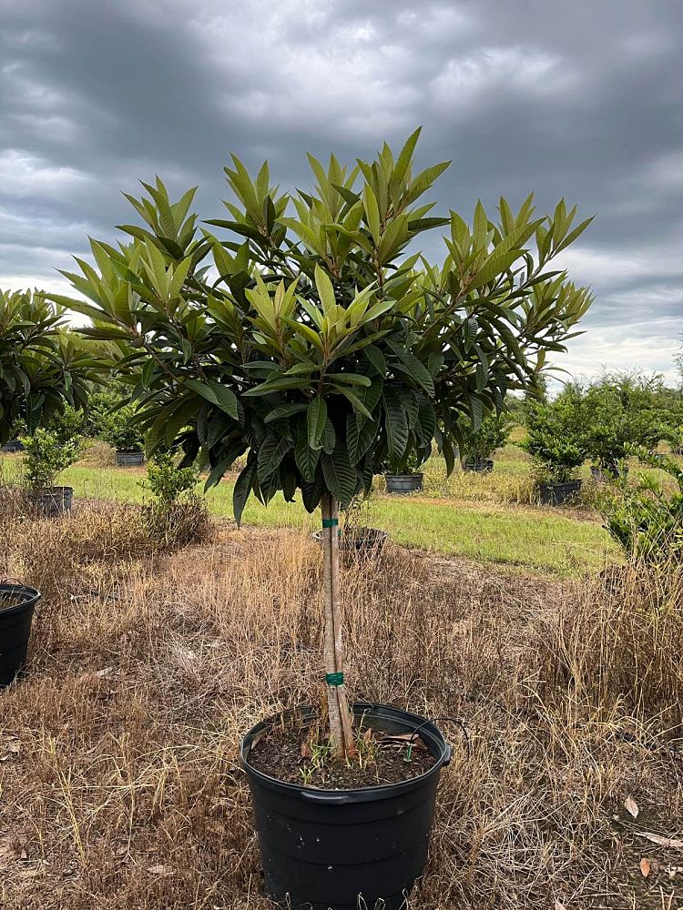 eriobotrya-loquat