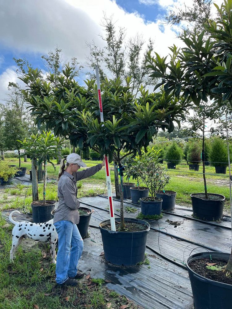 eriobotrya-loquat