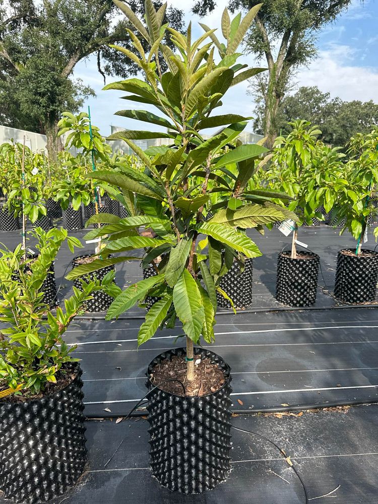 eriobotrya-loquat