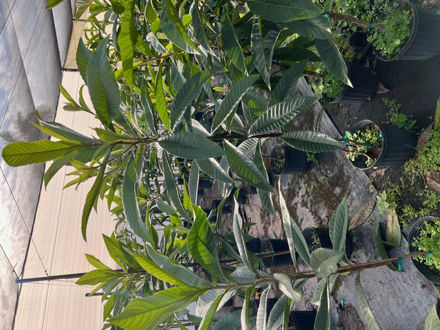 eriobotrya-loquat