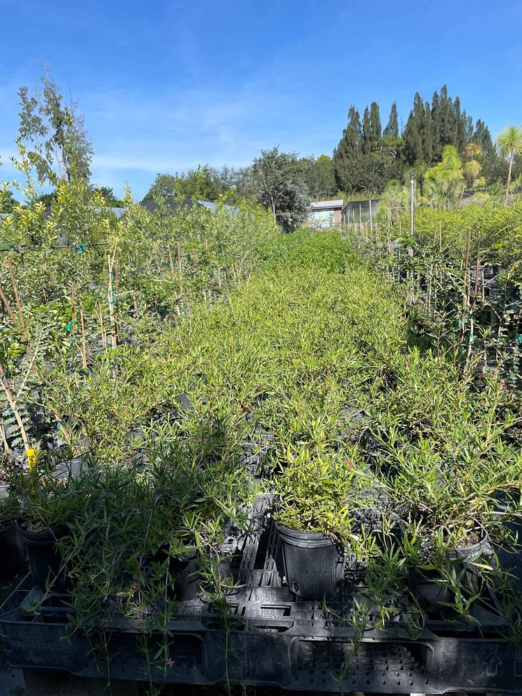 ernodea-littoralis-golden-beach-creeper