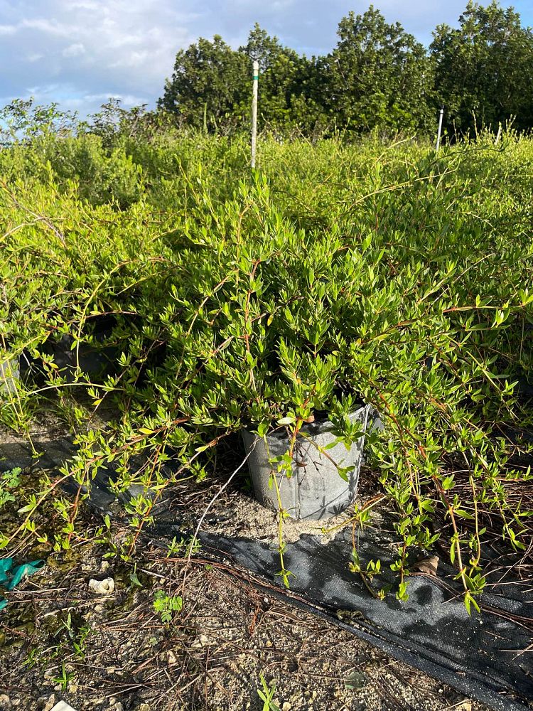 ernodea-littoralis-golden-beach-creeper