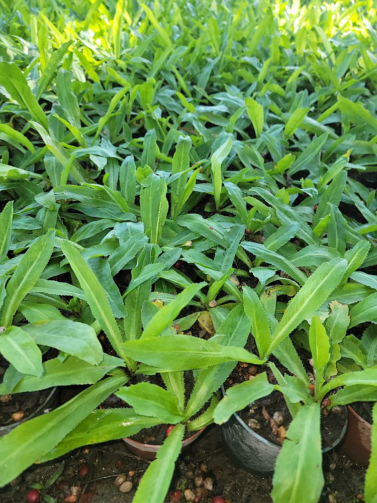 eryngium-foetidum-culantro