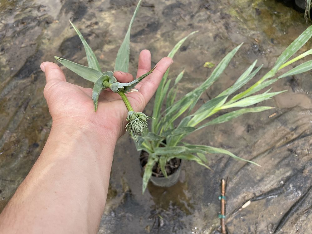 eryngium-yuccifolium-button-snakeroot-rattlesnake-master-button-eryngo