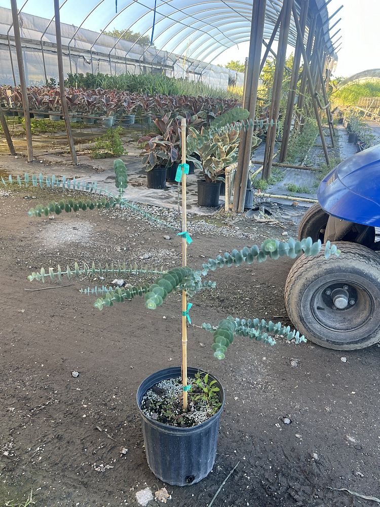 eucalyptus-cinerea-silver-dollar-tree