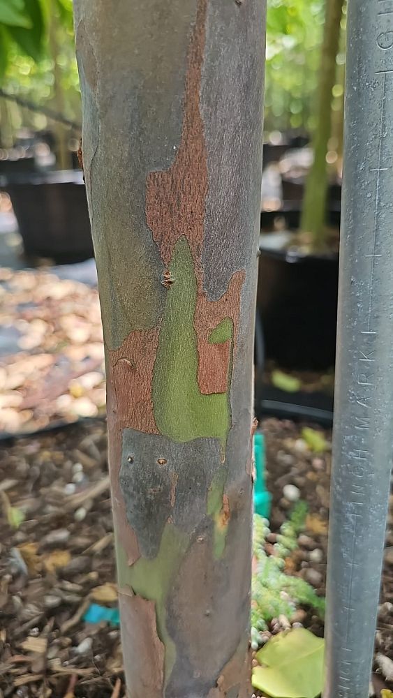 eucalyptus-deglupta-mindanao-gum-rainbow-eucalyptus
