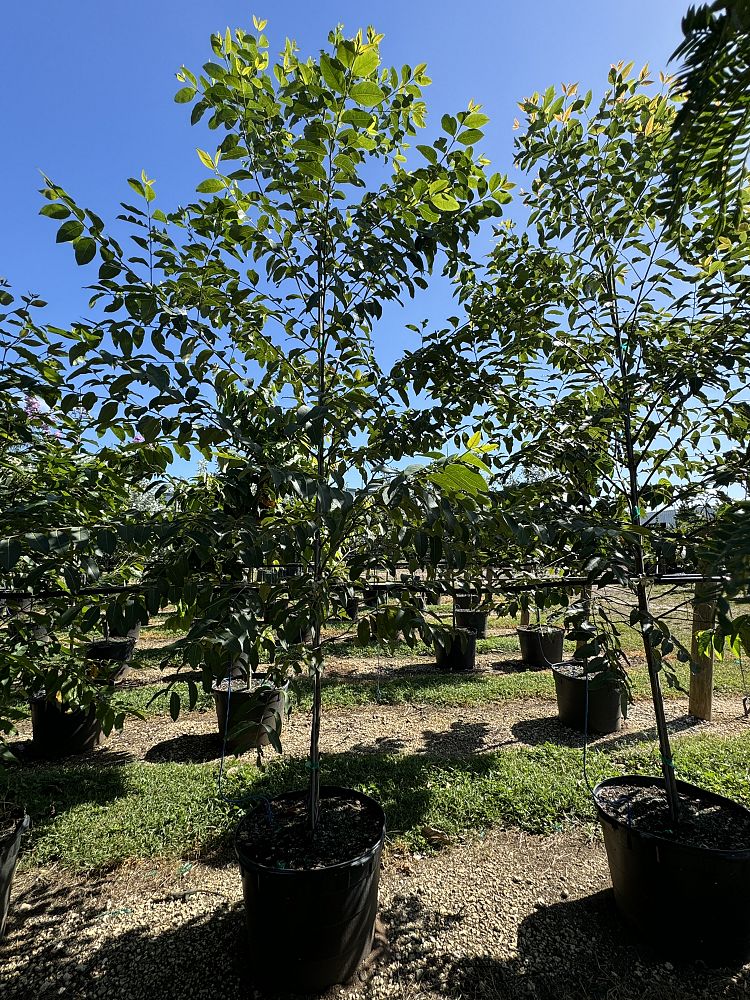 eucalyptus-deglupta-mindanao-gum-rainbow-eucalyptus