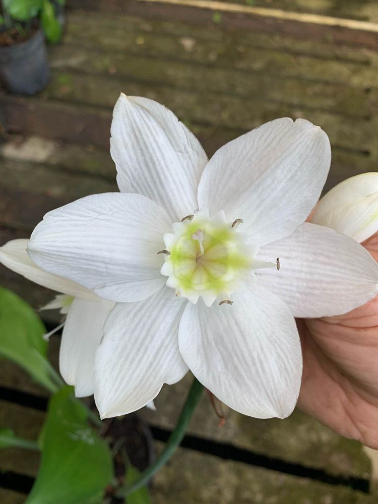 eucharis-amazonica-amazon-lily