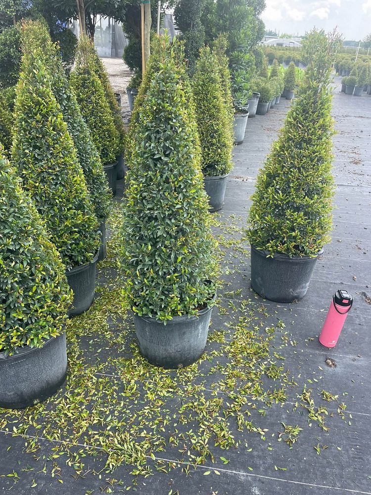 eugenia-compacta-topiary-cone