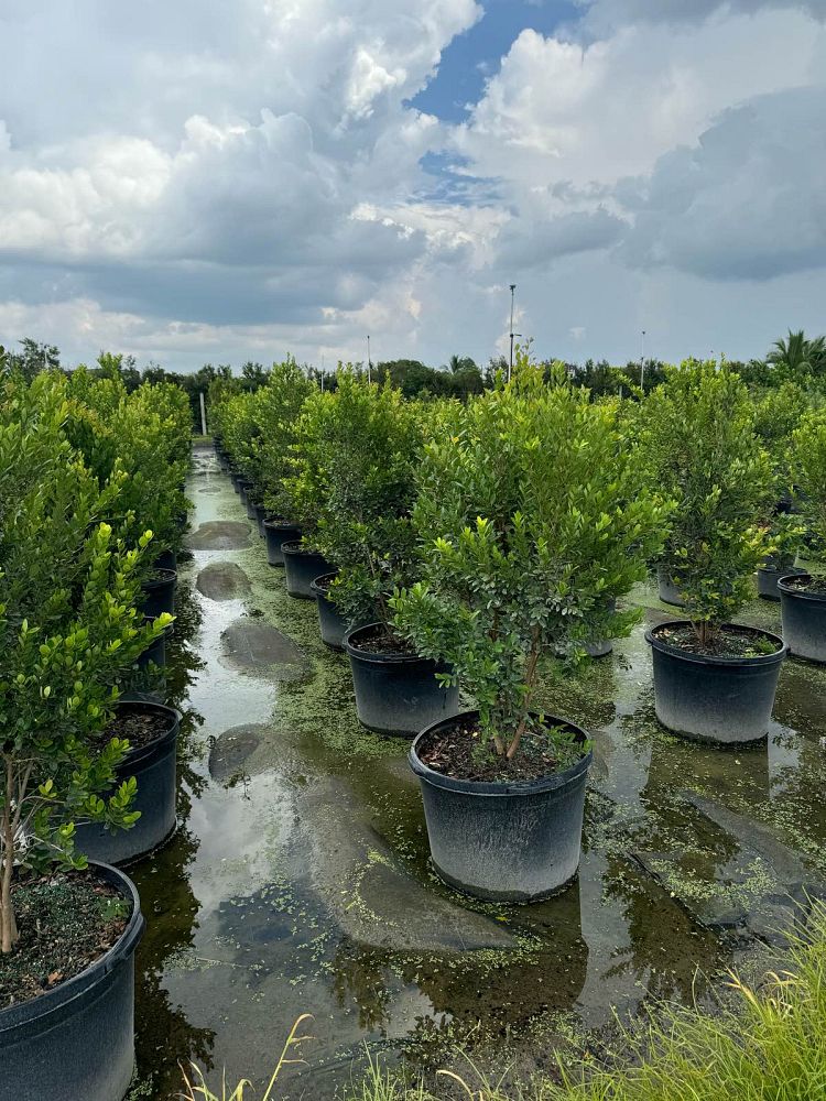 eugenia-foetida-rhombea-spanish-stopper