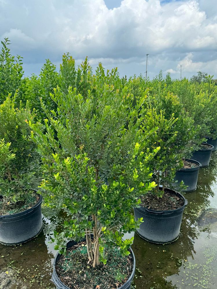 eugenia-foetida-rhombea-spanish-stopper