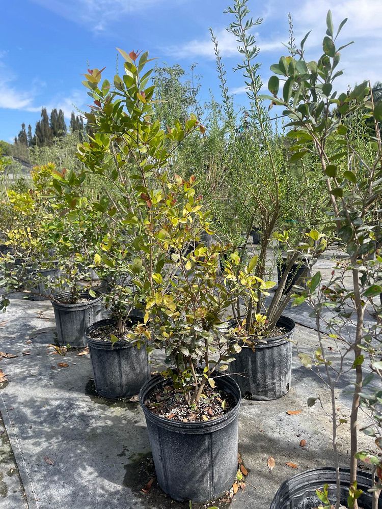 eugenia-foetida-spanish-stopper