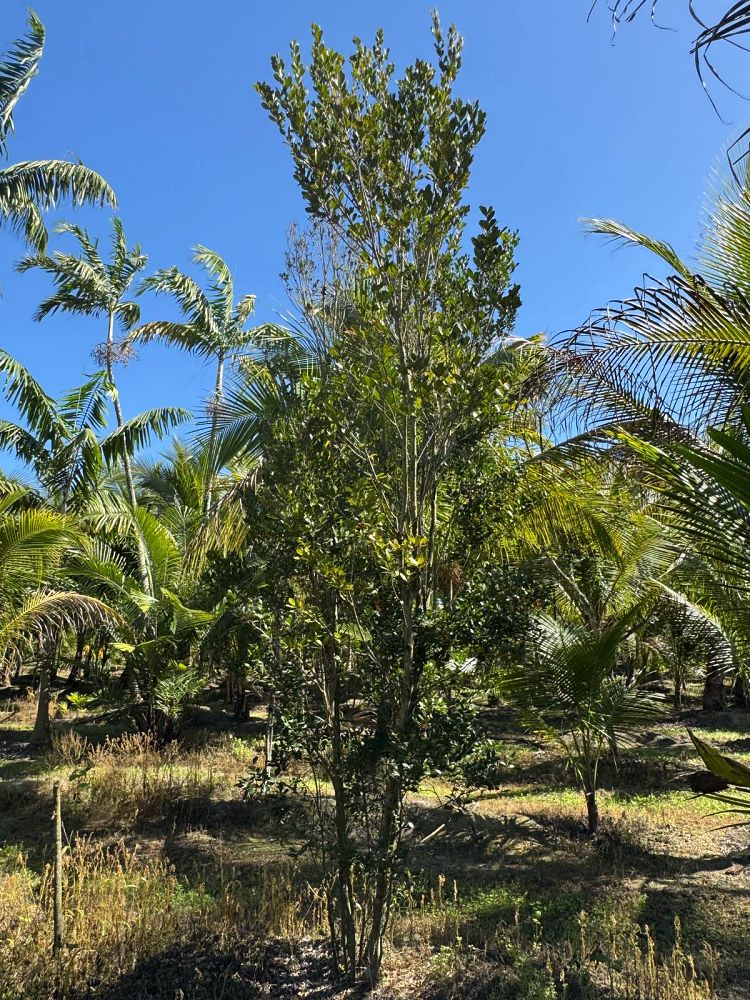 eugenia-foetida-spanish-stopper