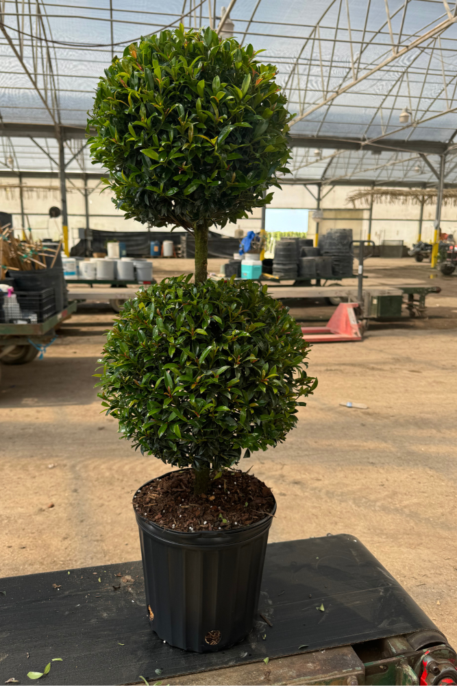 eugenia-globulus-topiary-2-ball-syzygium-paniculatum-globulus