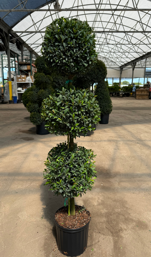 eugenia-globulus-topiary-3-ball-syzygium-paniculatum-globulus