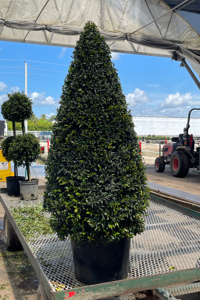 eugenia-globulus-topiary-cone-syzygium-paniculatum-globulus