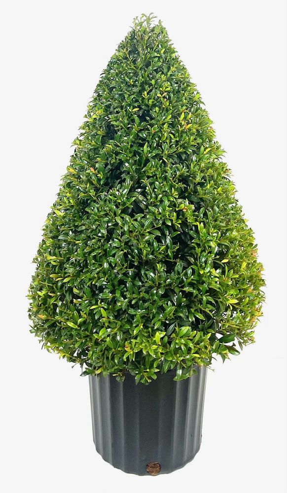 eugenia-globulus-topiary-cone-syzygium-paniculatum-globulus